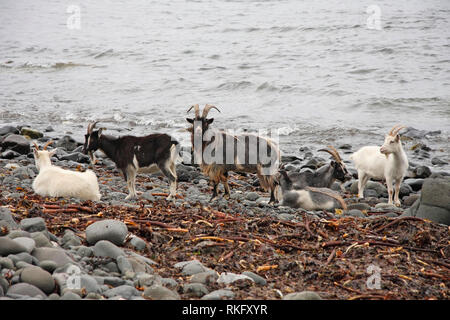 Verwilderte Ziegen (Capra Hircus) Billy Goat mit mehreren Ziegen, Schottland, Großbritannien. Stockfoto