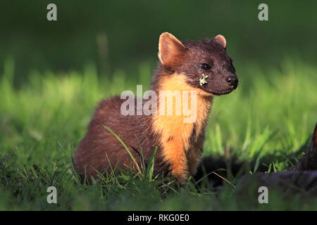 Baummarder (Martes martes), Schottland, UK. Stockfoto