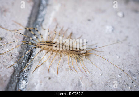 Eine Makroaufnahme eines Tausendfüßlers auf einem Betonboden Stockfoto