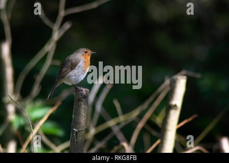 Single Robin thront auf einem Pfosten Stockfoto