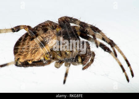 Extreme Nahaufnahme eines European Garden Spider Stockfoto