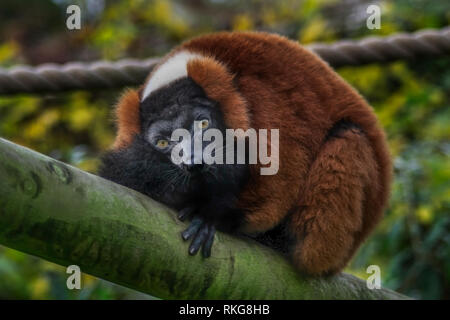 In Marwell Zoo, Southampton, Großbritannien Stockfoto