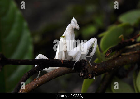 Männliche Orchid Mantis Stockfoto