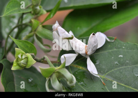 Männliche Orchid Mantis Stockfoto