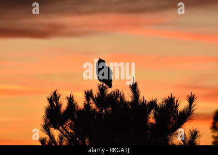 Eine Silhouette von große Fledermaus thront in einer Kiefer bei Sonnenuntergang in El Cerrito, CA. Stockfoto