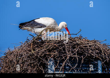 Weißstorch gegen einen klaren blauen Himmel auf seinen großen Nest. Stockfoto