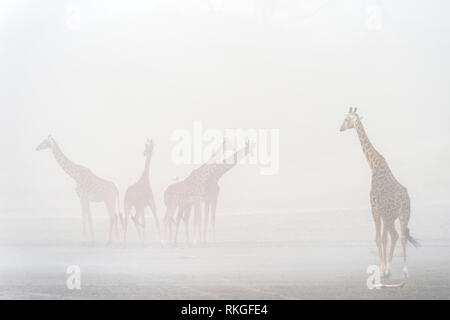 Kleine Herde von Giraffe (Giraffa Camelopardalis) im Sandsturm, Ndutu Lake, Ngorongoro Conservation Area, Tansania. Stockfoto