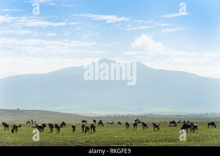 Streifengnu (connochaetes Taurinus) Herden Fütterung auf Savanne, vor der Ngorongoro Krater, während der großen Migration, Ngorongoro Krater nati Stockfoto