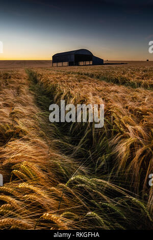 Niederländische Scheune in Gerste Feld an Sixpenny Handley, Dorset, England Stockfoto