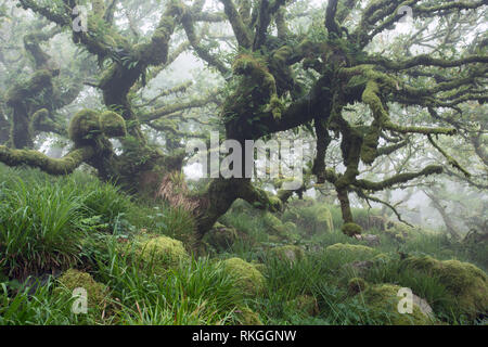 Wistmans wood Dartmoor national park Devon Uk Stockfoto