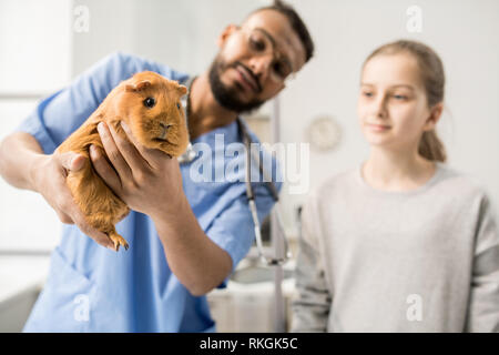 Meerschweinchen in den Händen des Arztes Stockfoto