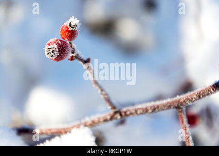 Schöne frostige rote Hagebutten von Wild Dog Rose, ruhigen, sonnigen Wintertag gegen den klaren, blauen Himmel Hintergrund, kopieren Raum Stockfoto