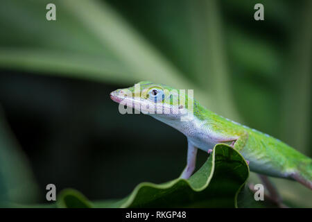 Green Anole Lizard (Anolis carolinensis) close-up Stockfoto