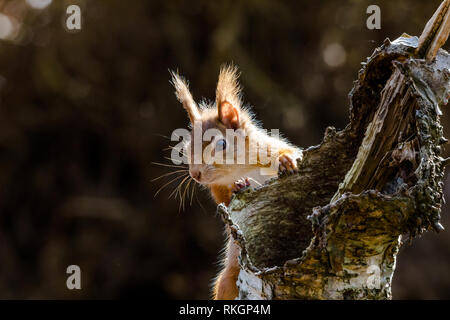 Eichhörnchen auf Brownsea Island, Dorset Stockfoto