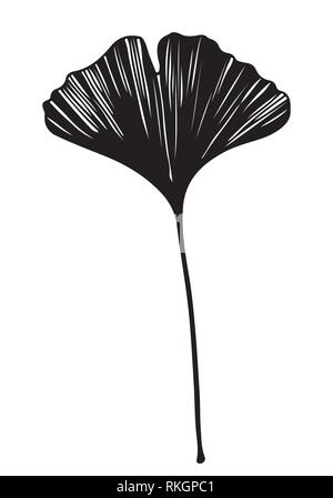 Ginkgo biloba leaf Vector schwarz auf weißem Hintergrund Stock Vektor