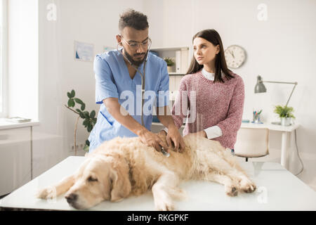 Kranken Hund in Tierkliniken Stockfoto