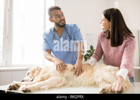 Ratschläge für den Besitzer der Hund Stockfoto