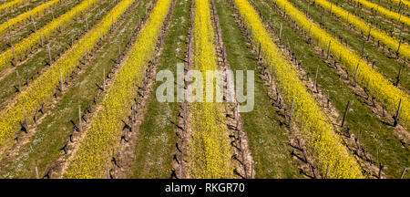 Luftaufnahme von Quadrat der Reben im Frühjahr, gefilmt von Drone, Bordeaux Weinberg, Frankreich Stockfoto