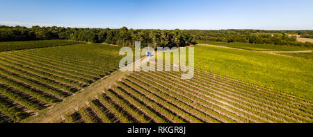 Weinlese, Luftaufnahme von Wein Land Ernte der Trauben mit Harvester, drone Blick auf Weinberge von Bordeaux, Frankreich Stockfoto