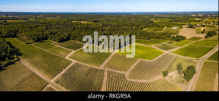 Weinlese, Luftaufnahme von Wein Land Ernte der Trauben mit Harvester, drone Blick auf Weinberge von Bordeaux, Frankreich Stockfoto