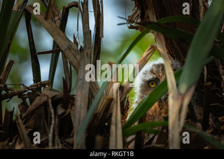 Baby Eule große Augen Lügen in einem Nest, das Camouflage in reservierten Sumpfwald Bereich Phatthalung Südthailand Stockfoto