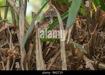 Baby Eule große Augen Lügen in einem Nest, das Camouflage in reservierten Sumpfwald Bereich Phatthalung Südthailand Stockfoto