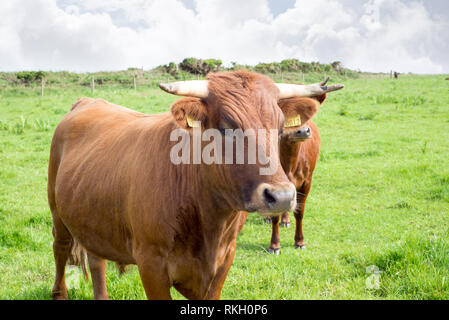 Jersey Vieh auf der grünen Weide in County Kerry Irland Dingle Stockfoto