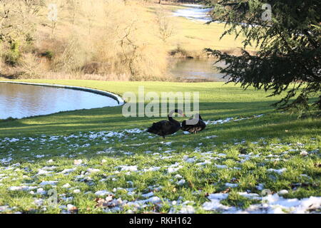 Ein Paar schwarze Schwäne (Cygnus atratus) ruht in der Nähe von einem See in der englischen Landschaft. Winter 2019. Stockfoto