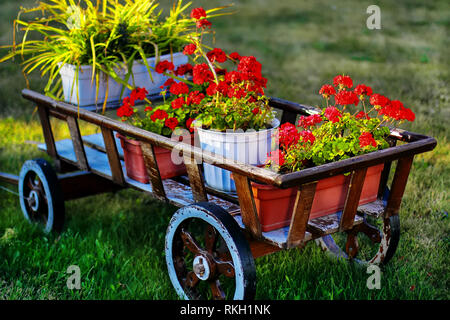Alten hölzernen Wagen mit roten Blumen auf grünem Gras. Eine Idee, die Umgebung oder Rasen zu verzieren. Stockfoto