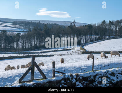 Schafe in einem Feld mit Schnee im Winter auf der Yorkshire Moors in der Nähe von Stanbury abgedeckt Stockfoto