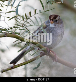 Unreifen weißen - gekrönte Spatz (Zonotrichia leucophrys) auf einem Zweig in der kalifornischen Wüste in der Nähe der Salton Meer Stockfoto