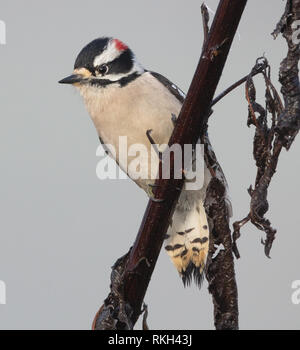 Eine schöne Downy Woodpecker (Picoides pubescens) Sitzstangen auf einem Zweig an einem nebligen Morgen in Tennessee. Stockfoto