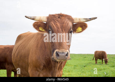 Jersey Vieh auf der grünen Weide in County Kerry Irland Dingle Stockfoto