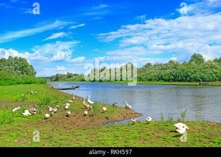 Sommer Landschaft mit Fluss und weidenden Gänse. Schwarm Gänse Schürfwunden auf Gras in der Nähe des Flusses. Fluss mit Hausgans. Ländliche Landschaft der Gänse croon gr Stockfoto