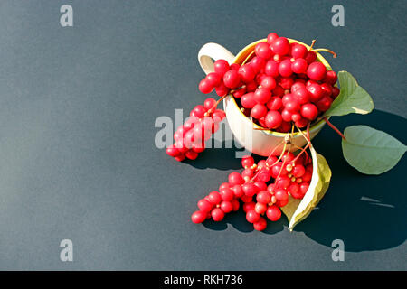 Red schizandra in Schale auf dunklem Hintergrund. Ernte von schizandra. Beeren der schizandra. Reif schicandra. Nahaufnahme Stockfoto