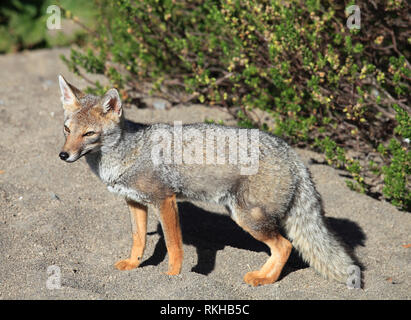 Chile, Lake District, South American Gray fox, lycalopex griseus, Stockfoto