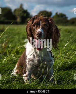 Braune und weiße Springer Spaniel saßen auf dem Gras in den Park. Stockfoto