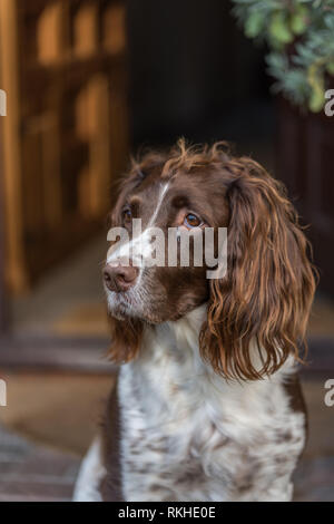 Braune und weiße Springer Spaniel saß vor der Tür auf der Seite. Stockfoto