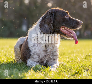 Springer Spaniel zur Festlegung auf dem langen Gras in einem Feld auf der Seite betrachtet. Stockfoto