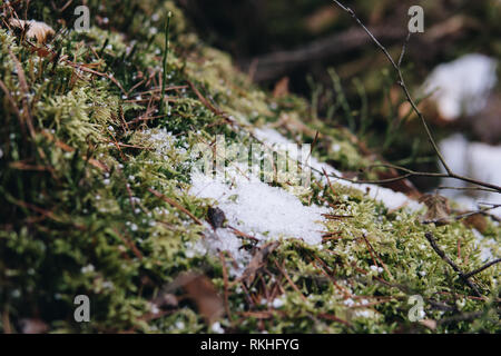 Detail von Moss in einem Wald während der frühen Frühling mit ein wenig Schnee auf dem Boden liegend Stockfoto