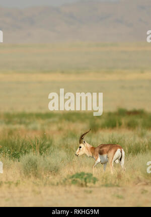 Männliche goitreed Gazelle (Gazella subgutturosa) im Nationalpark Vashlovani, Georgia. Stockfoto