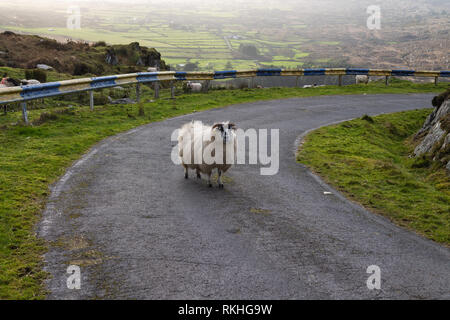 Gemischte Rasse Ewe die Blockade einer Straße auf einem Berg in Irland. Stockfoto