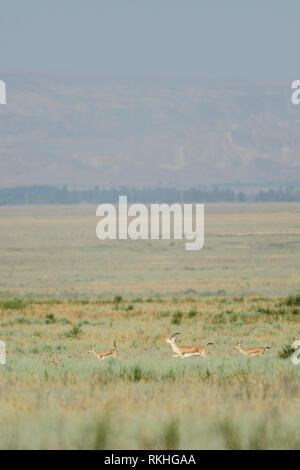 Dir goitreed Gazellen (Gazella subgutturosa) im Nationalpark Vashlovani, Georgia. Stockfoto