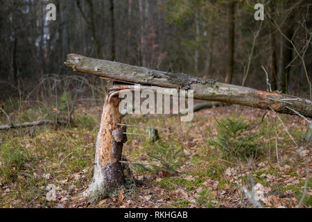 Nahaufnahme der gebrochenen Baum in einem Wald Stockfoto