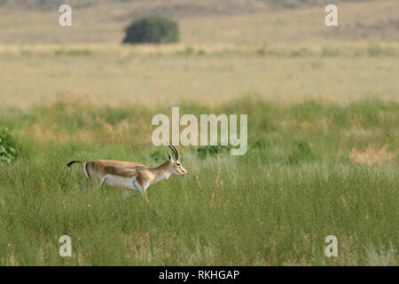 Männliche goitreed Gazelle (Gazella subgutturosa) im Nationalpark Vashlovani, Georgia. Stockfoto