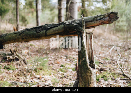 Nahaufnahme der gebrochenen Baum in einem Wald Stockfoto