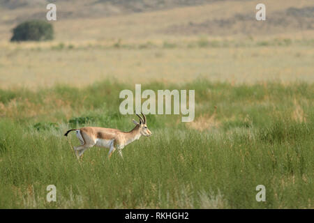 Männliche goitreed Gazelle (Gazella subgutturosa) im Nationalpark Vashlovani, Georgia. Stockfoto