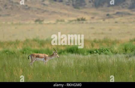 Männliche goitreed Gazelle (Gazella subgutturosa) im Nationalpark Vashlovani, Georgia. Stockfoto