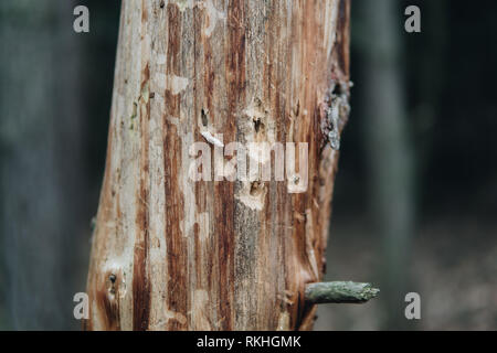 Nahaufnahme der Bohrungen auf einem Baum von Specht Stockfoto