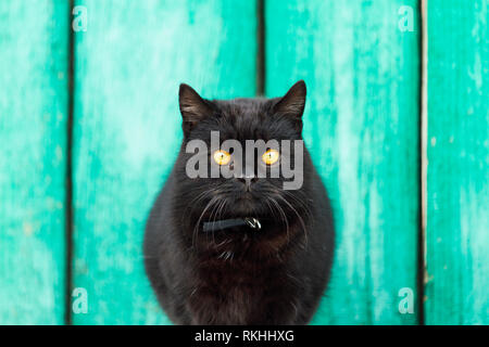 Schwarze Katze mit gelben Augen auf grünem Hintergrund Stockfoto